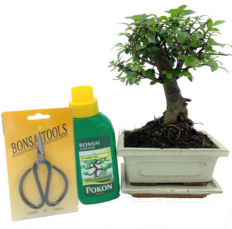 Chinese Elm Broom Style Bonsai Tree Gift Set Supplied With Etsy UK