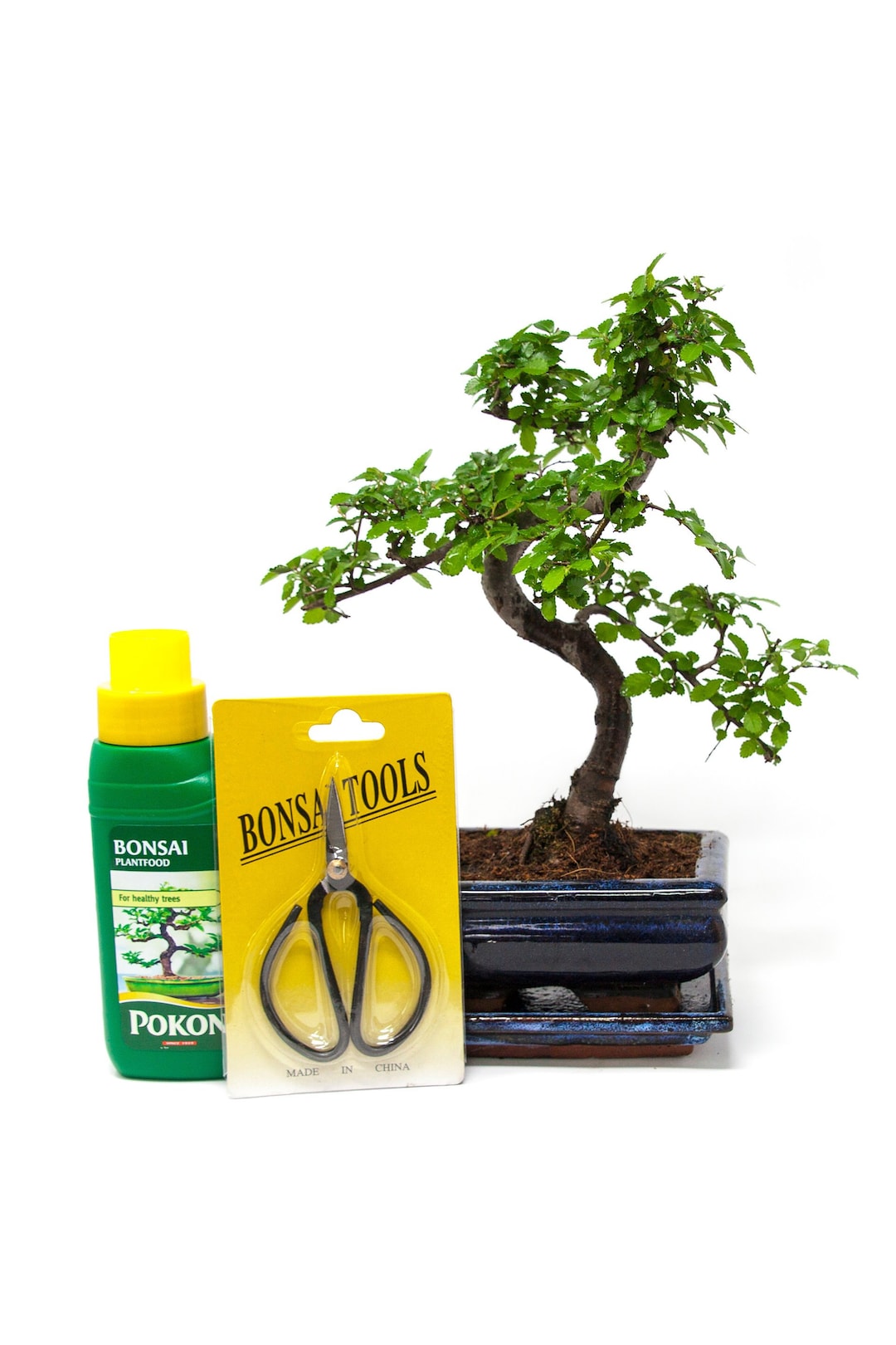 Bonsai Tree Gift Set Chinese Elm 2025cm in Blue Ceramic Pot and