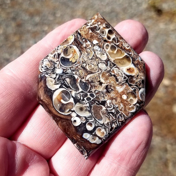 Turritella Fossil Agate