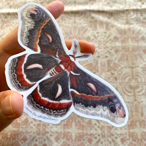 Cecropia Moth Sticker: Waterproof Vinyl Watercolor Painting immagine 2