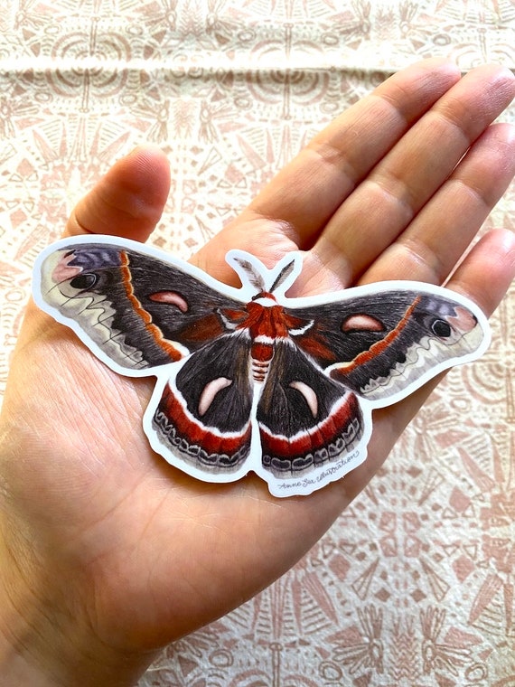 Cecropia Moth Sticker: Waterproof Vinyl Watercolor Painting
