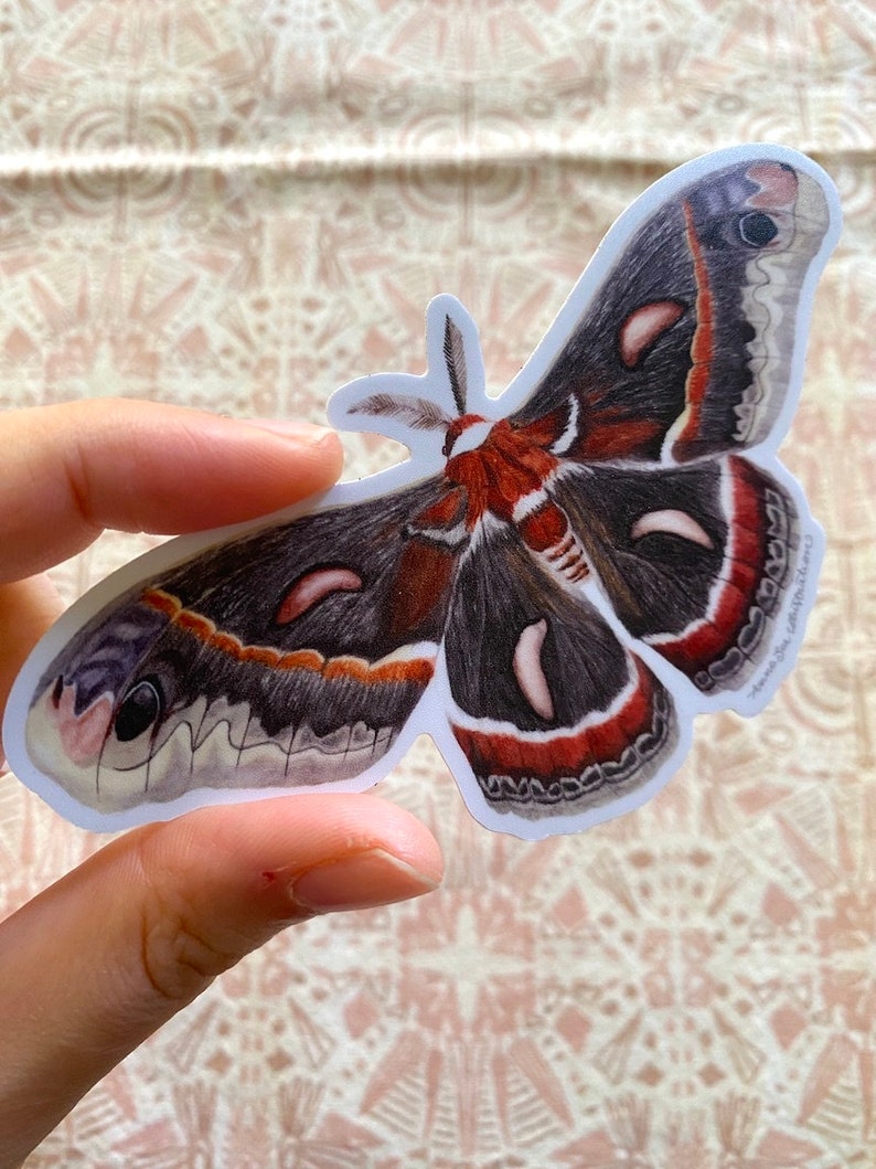 Cecropia Moth Sticker: Waterproof Vinyl Watercolor Painting immagine 4