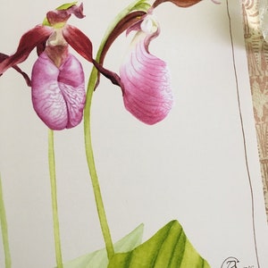 Cypripedium acaule Botanical Painting Pink Lady's Sliper Sabot de la Vierge Wild Plants of North America Orchid image 7