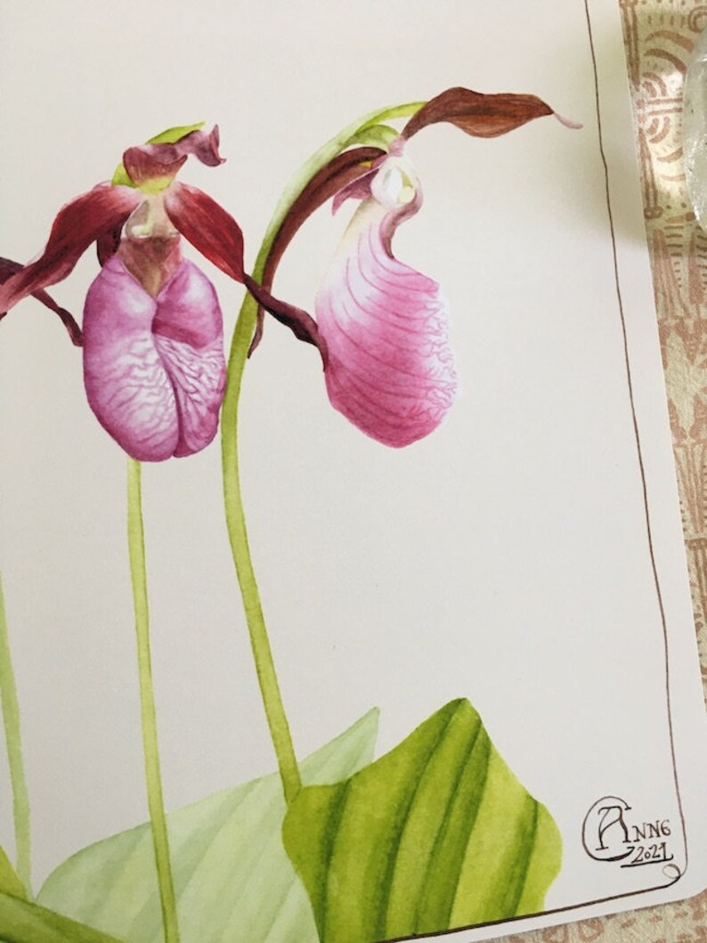 Cypripedium acaule Botanical Painting Pink Lady's Sliper Sabot de la Vierge Wild Plants of North America Orchid image 7