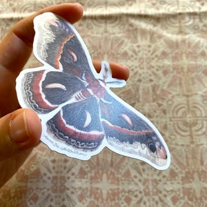 Cecropia Moth Sticker: Waterproof Vinyl Watercolor Painting immagine 3