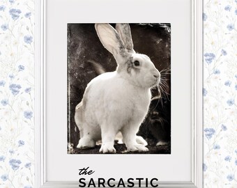 May include: A white rabbit with black markings on its ears and a black nose sits in a vintage-style photograph. The rabbit is looking to the right of the frame. The image is framed in a white frame with the text "the sarcastic rabbit" below the image.