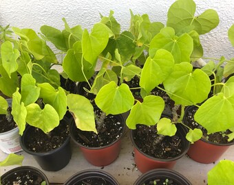 Tinospora cordifolia ,Heart-leaved moonseed plant