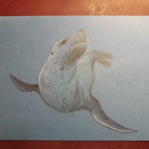 Carte d'otarie tirée à la main, cadeau d'anniversaire, joint, animal sauvage, créature d'océan, carte-cadeau de vie de mer, carte de note d'ami unique, sealion mignon