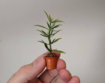 Thimble Potted Plant