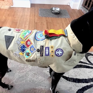 May include: A black dog wearing a tan scout uniform with various patches and pins. The uniform has a collar with a red, yellow, and green scarf. The dog is standing on a patterned rug.