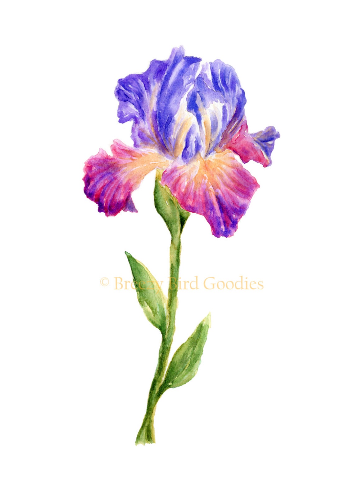Set of 2 Iris Flowers Print Iris Flower Gift Iris Flower Etsy