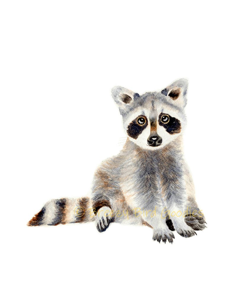 Baby Raccoon Print Watercolor Raccoon Woodland Animal ...