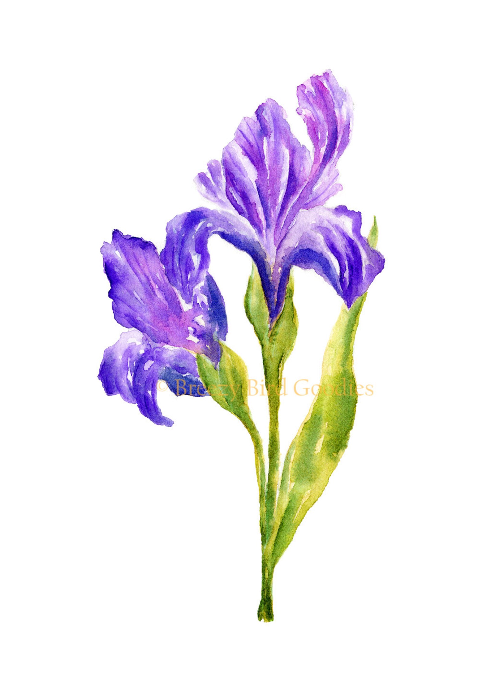 Set of 2 Iris Flowers Print Iris Flower Gift Iris Flower Etsy