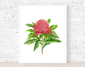 Waratah Print, Australian Gift, Australian Art, Flower Print, Waratah Flower, Botanical Print, Pink Wall Art, Red Wall Art, Mothers Day Gift