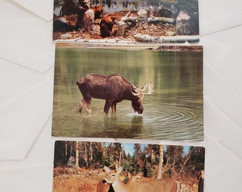 Vintage Postcards Lot of 3 of Common Canadian Wildlife Beavers, Moose and Deer