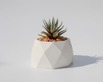 Betonnen plantenbak, sappige plantenbak, sappige betonnen plantenbak, geometrische plantenbak, cementplanter, stijlvolle betonnen plantenbak