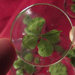 A real 4-leaf clover in a crystal button