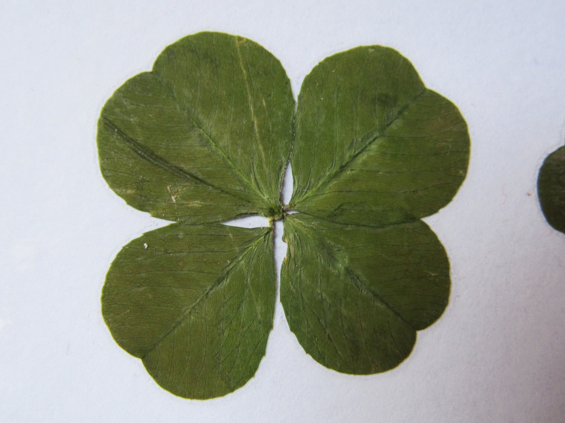 VERITABLE trèfle à 4 feuilles porte bonheur Véritable Four Etsy France