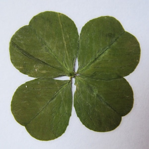 REAL lucky 4-leaf clover!