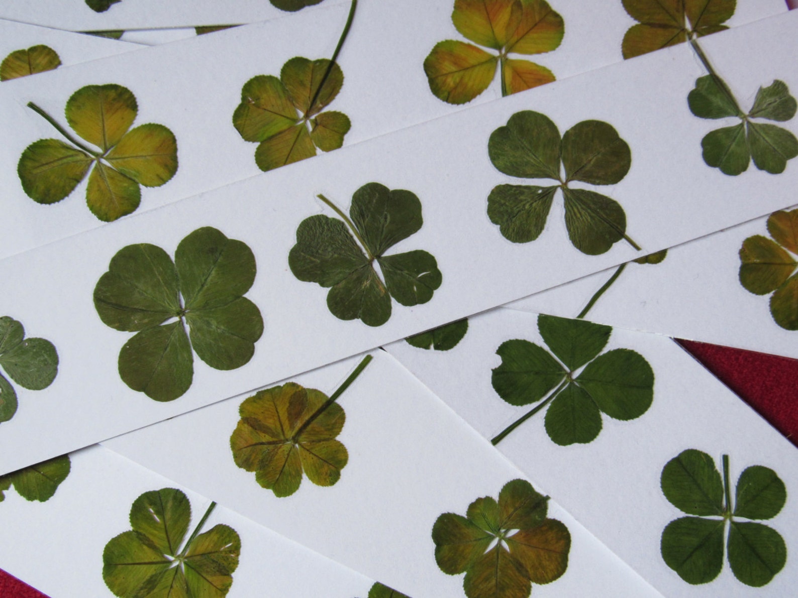 RARE un trèfle à 5 feuilles VÉRITABLE porte bonheur Etsy France