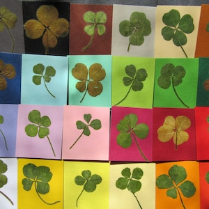 VÉRITABLE trèfle à 4 feuilles porte bonheur ! support couleur