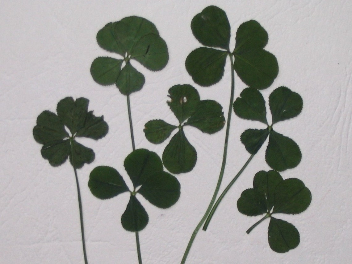 RARE un trèfle à 5 feuilles VÉRITABLE porte bonheur Etsy France
