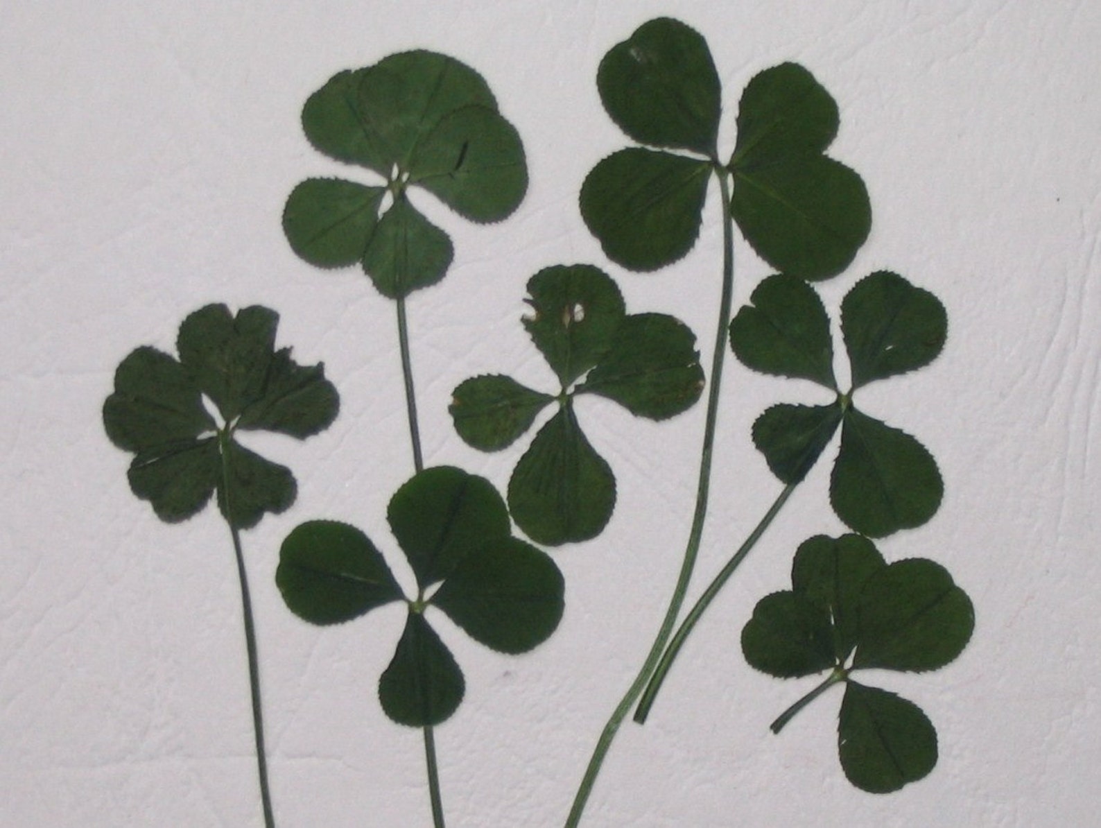 Le Trèfle à Cinq Feuilles Film RARE : un trèfle à 5 feuilles VÉRITABLE porte bonheur | Etsy