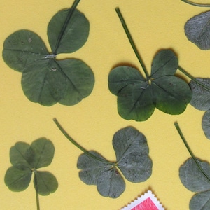 REAL 4-leaf clover dried raw, individually or in batches.