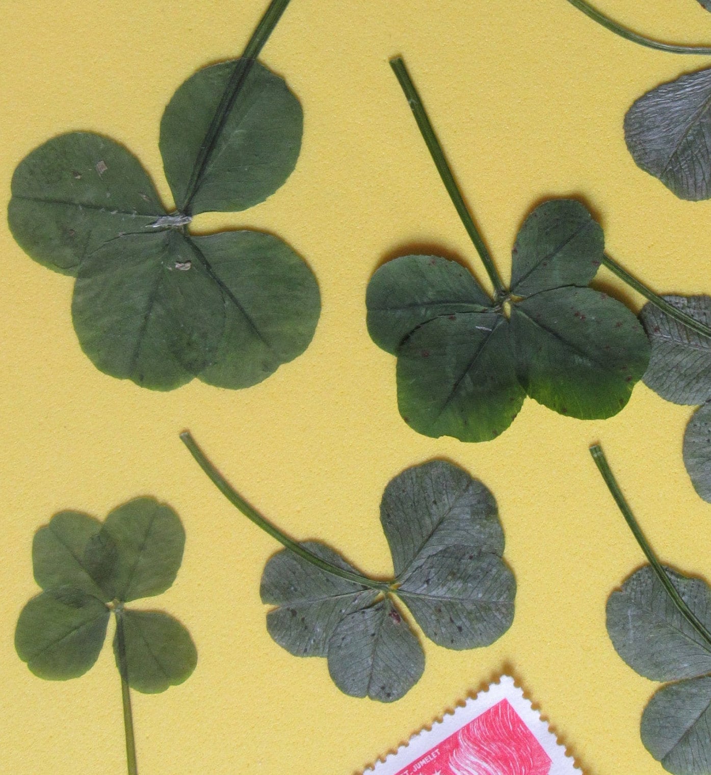 VERITABLE trèfle à 4 feuilles séché brut, à l