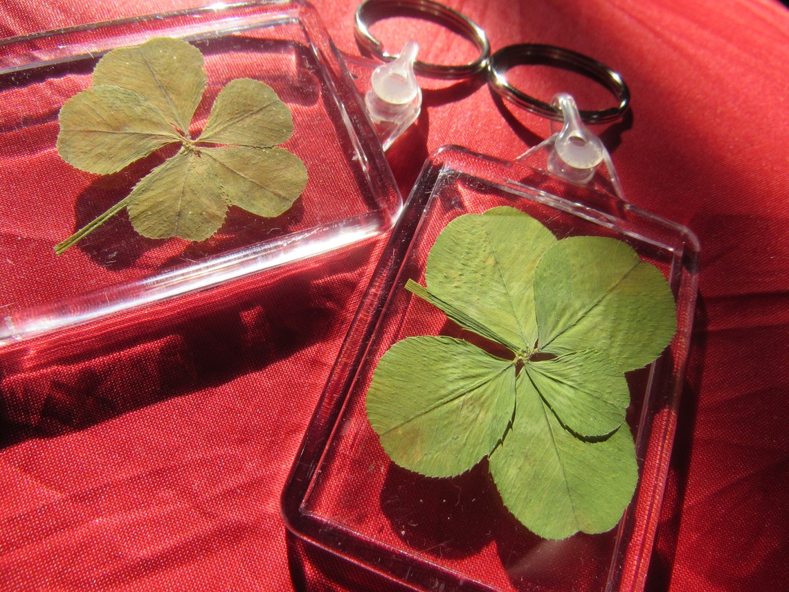 RARE un trèfle à 5 feuilles VÉRITABLE porte bonheur Etsy France