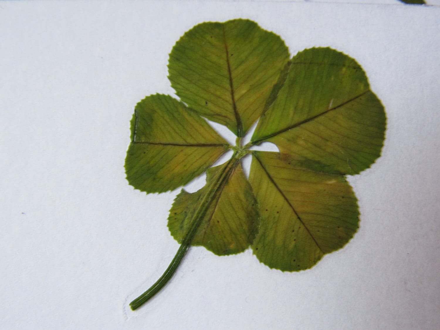 RARE un trèfle à 5 feuilles VÉRITABLE porte bonheur Etsy France