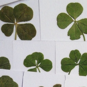REAL lucky 4 leaf clover! Genuine Four Leaf Clover