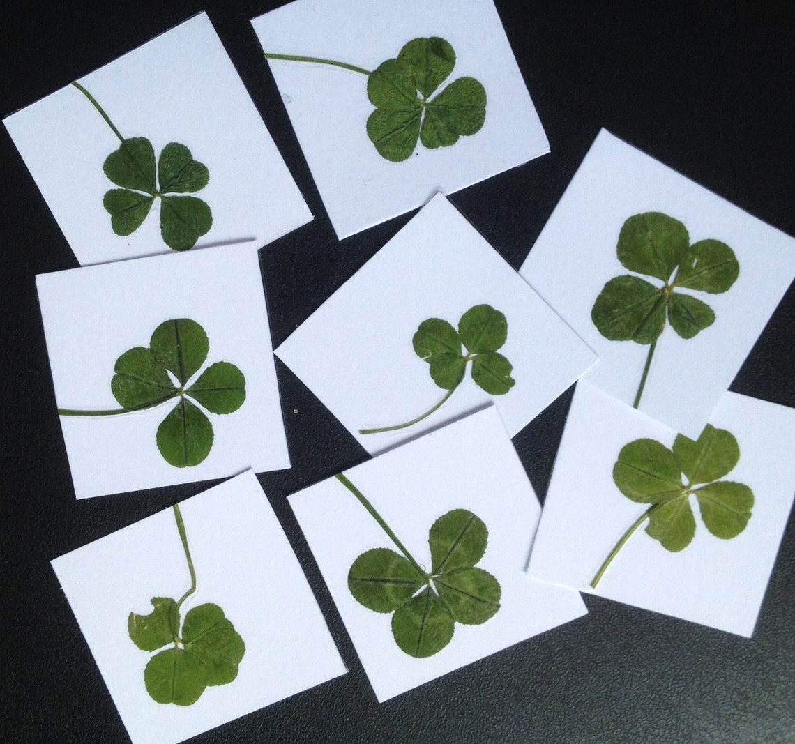 Trèfle à 4 feuilles porte-bonheur dans une fiole en verre pour porter