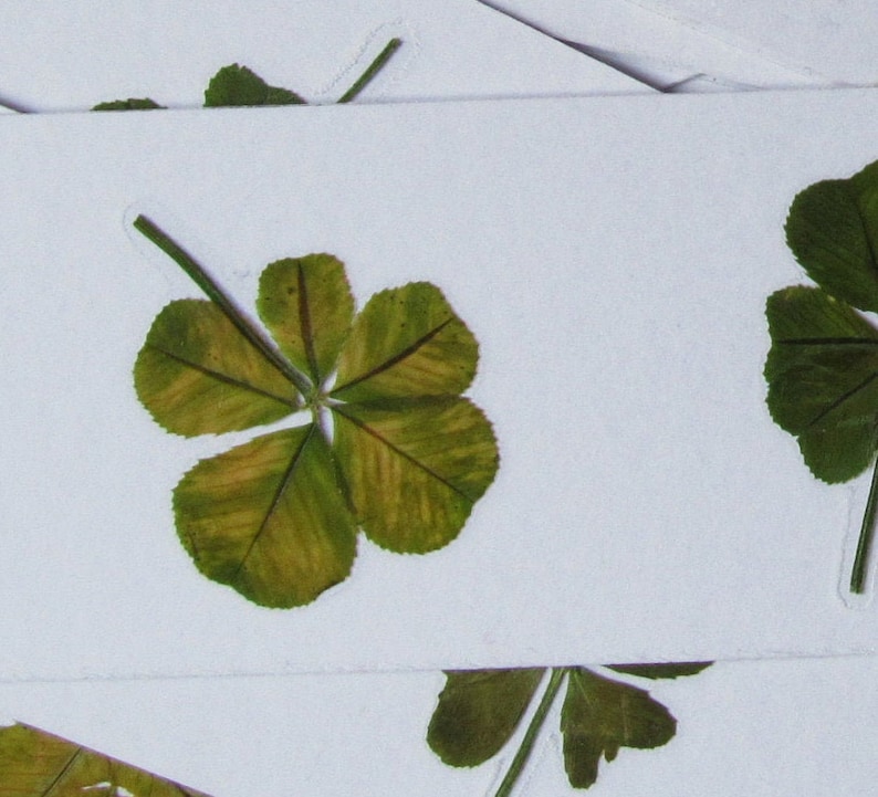 Le Trèfle à Cinq Feuilles Film RARE : un trèfle à 5 feuilles VÉRITABLE porte bonheur | Etsy