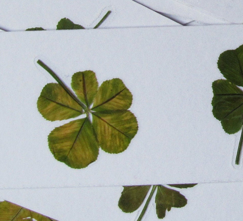 RARE un trèfle à 5 feuilles VÉRITABLE porte bonheur Etsy France