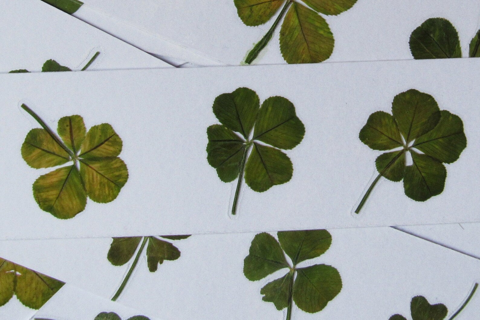 RARE un trèfle à 5 feuilles VÉRITABLE porte bonheur Etsy France