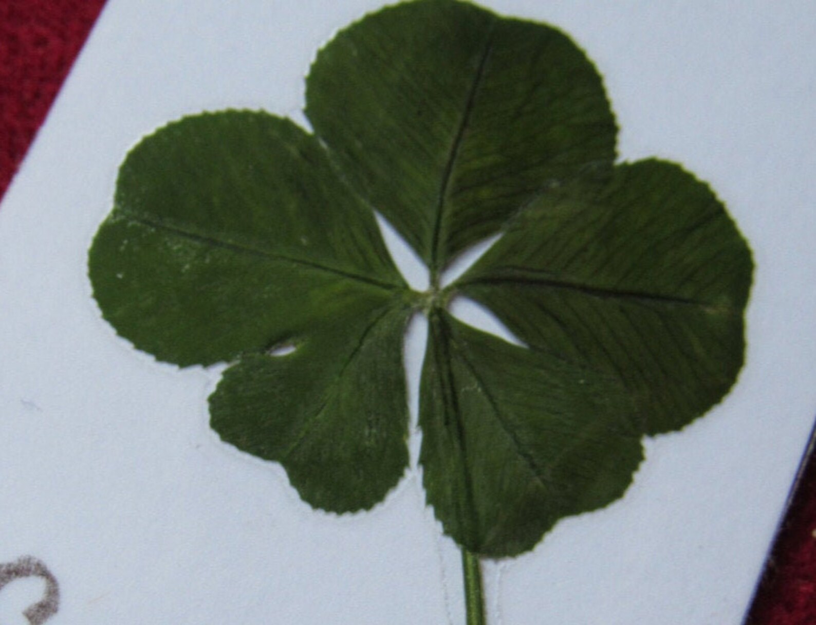 RARE un trèfle à 5 feuilles VÉRITABLE porte bonheur Etsy France