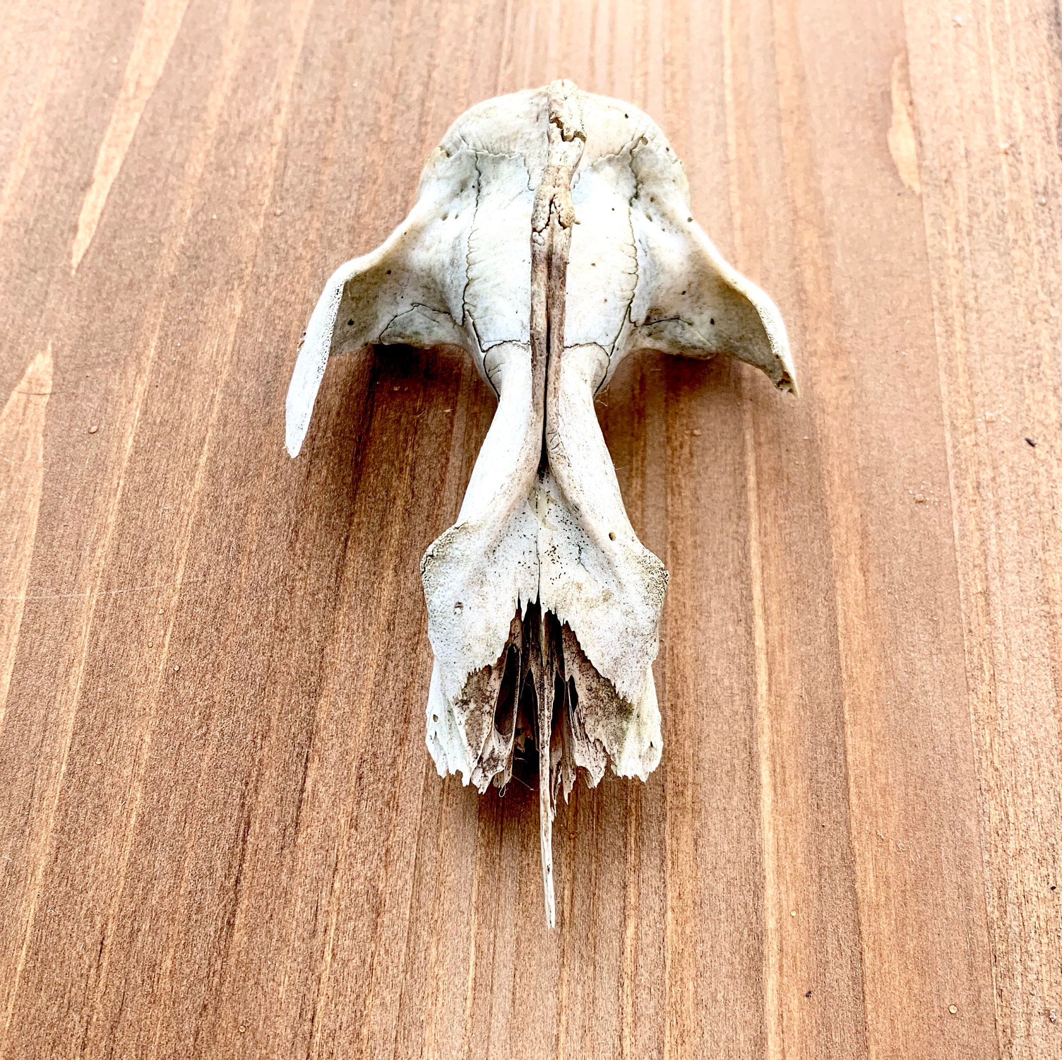 Small mammal skull vintage weathered cruelty free taxidermy Etsy