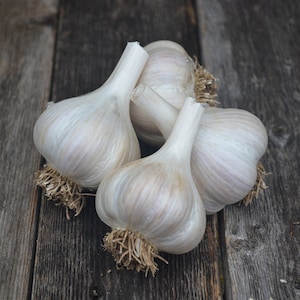 Music Garlic
