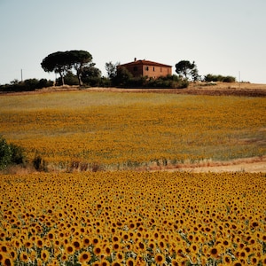sunflower field, Umbria, Italy 2019.