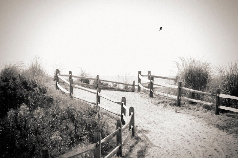 beach path, Avalon NJ 2016. image 1