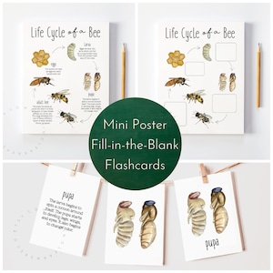 Life Cycle of a Bee Pack Digital Download / Honey Bee Life Cycle Printable, Life Cycle of a Bee Flashcards, Honey Bee Study, Bee Life Cycle