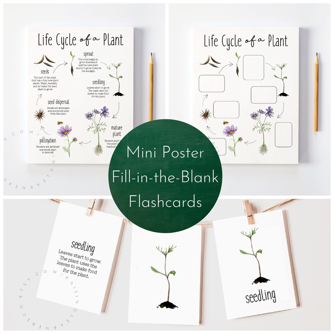 Life Cycle Of A Plant Pack Digital Download Plant Life Cycle Life Cycle Of A Plant Pack Digital Download Plant Life Cycle