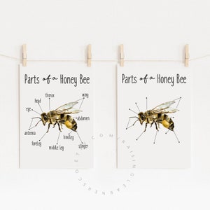 Parts of a Honey Bee Worksheets Digital Download / Honey Bee Printable, Honey Bee Anatomy Worksheet, Bee Study, Bee Parts, Bee Life Cycle