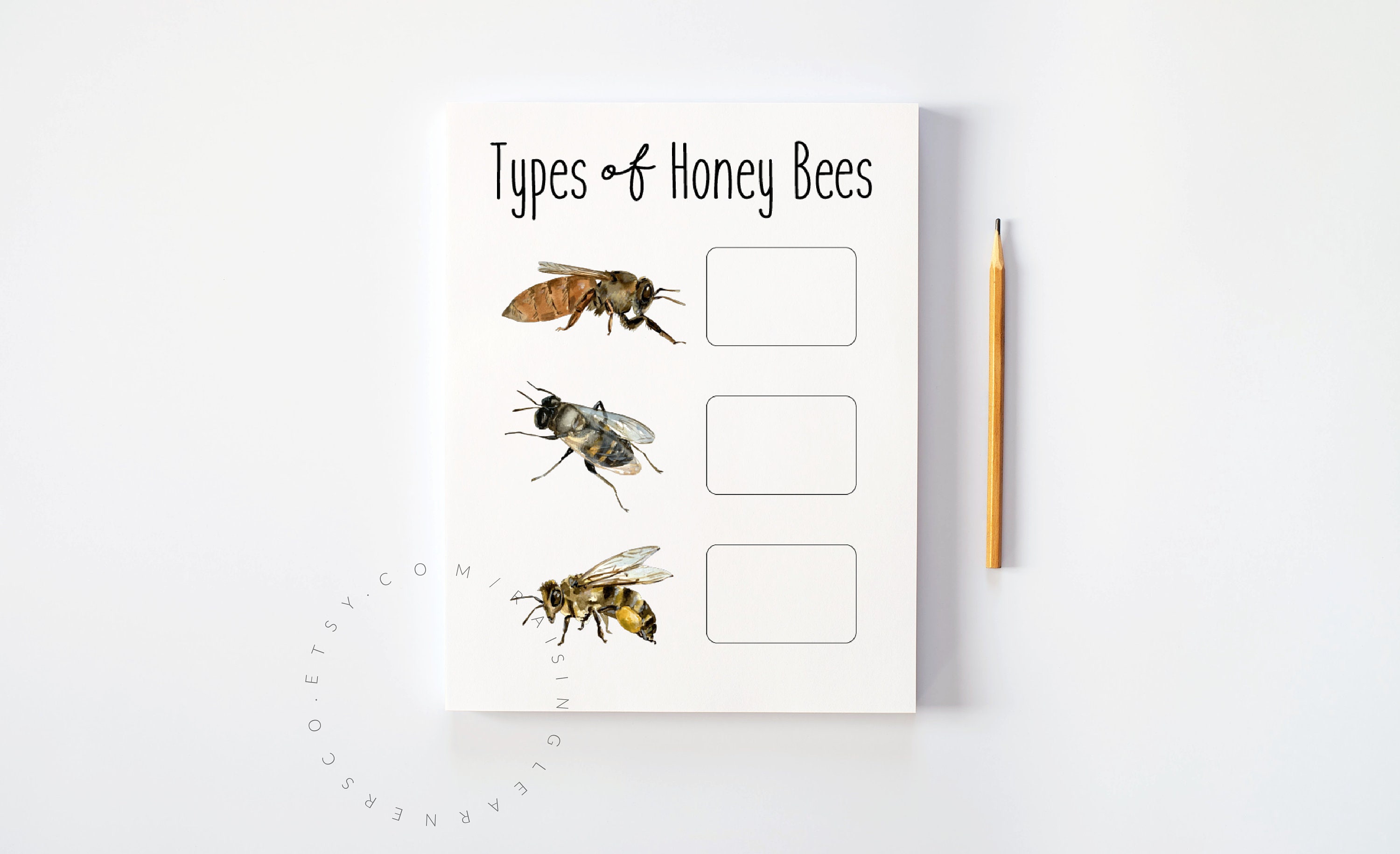Types of Honey Bees Pack Digital Download / Honey Bee Printable, Honey ...