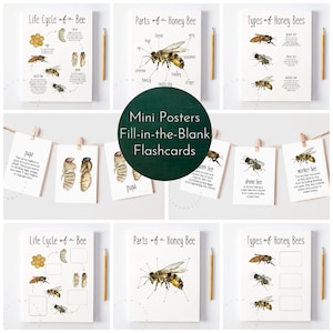 Honey Bee Bundle Digital Download / Honey Bee Life Cycle, Life Cycle of a Bee Flashcards, Honey Bee Study, Bee Anatomy, Types of Honey Bees