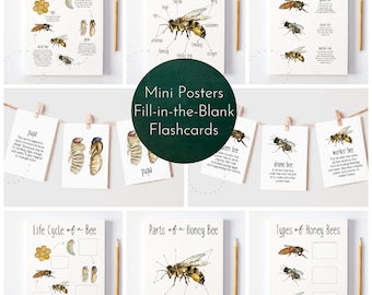 Honey Bee Bundle Digital Download / Honey Bee Life Cycle, Life Cycle of a Bee Flashcards, Honey Bee Study, Bee Anatomy, Types of Honey Bees