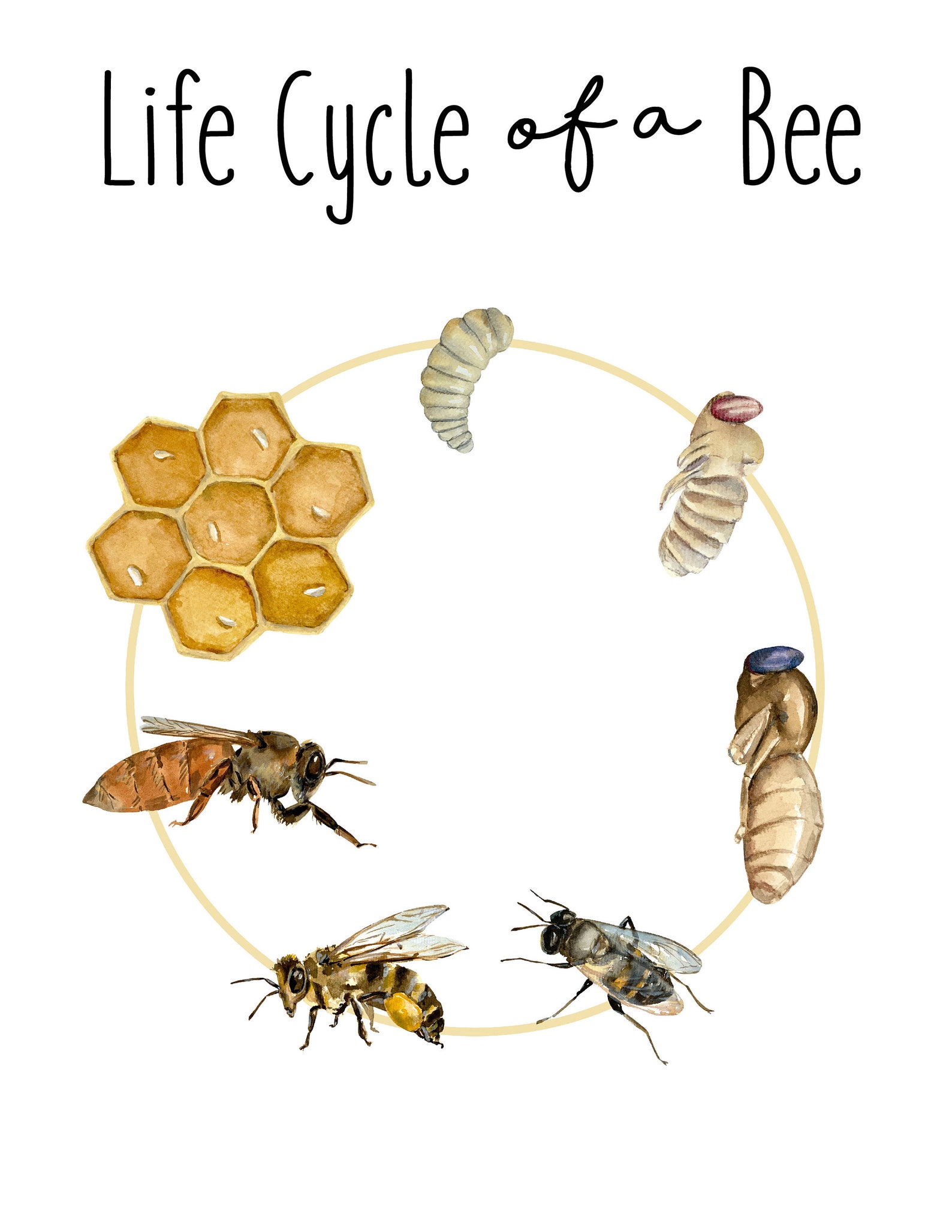 Bee Life Cycle For Kids