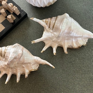 May include: Two large, white seashells with gold accents. The shells have a spiky, intricate design and are arranged on a gray surface.