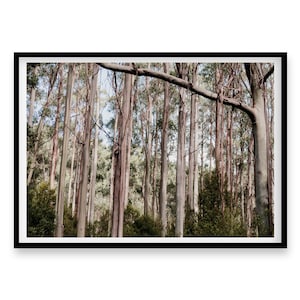 Australische Fotografie Native Landschaft, The Trees Print, Natur Poster, Wald Wandkunst